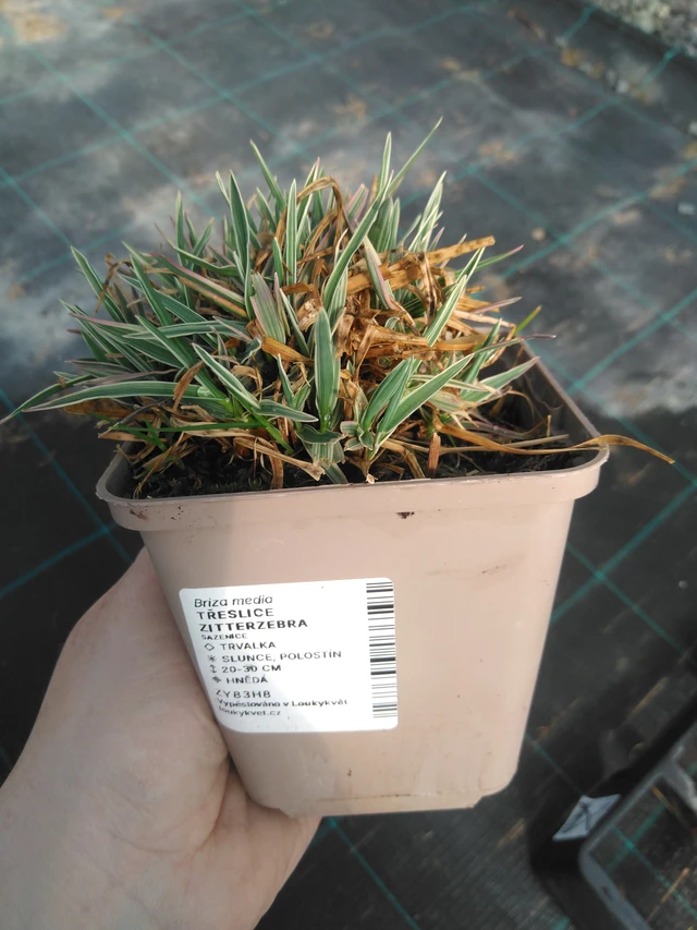 Třeslice Zitterzebra - 3. 4. 2025