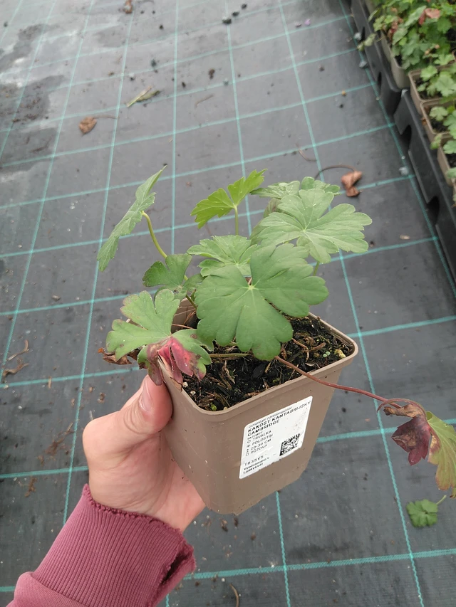 Kurjenpolvi Cambridge - 21. 7. 2025