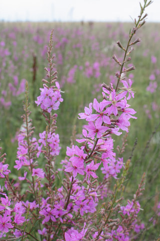 Kyprej Dropmore Purple, Loukykvět