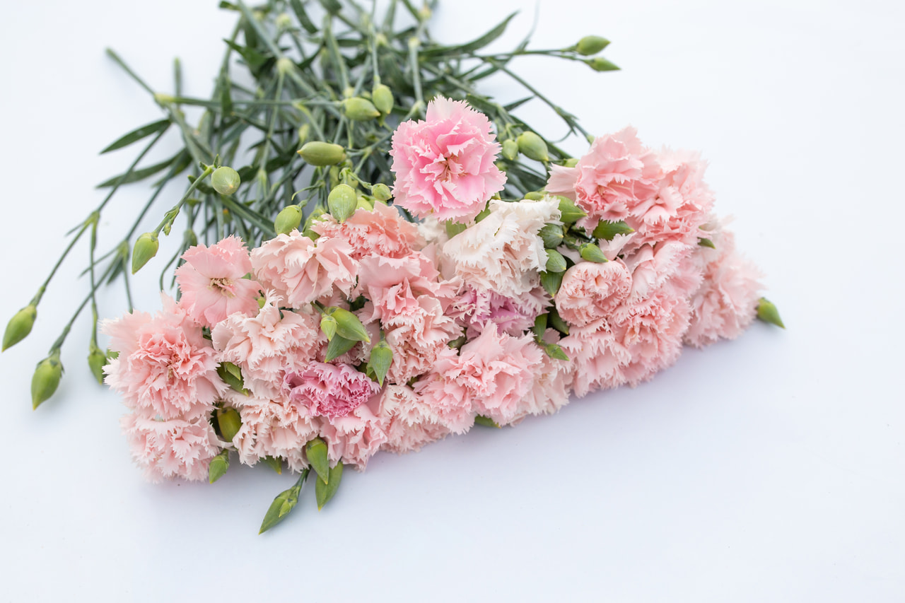 Karafiát Chabaud La France, Loukykvět