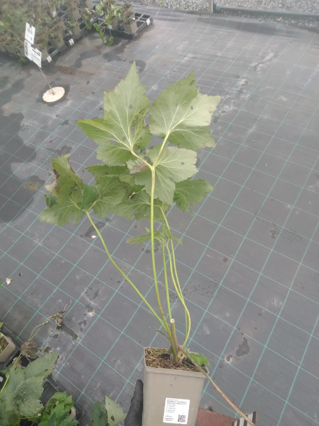 Anémona japonesa Königin Charlotte - 23. 10. 2025