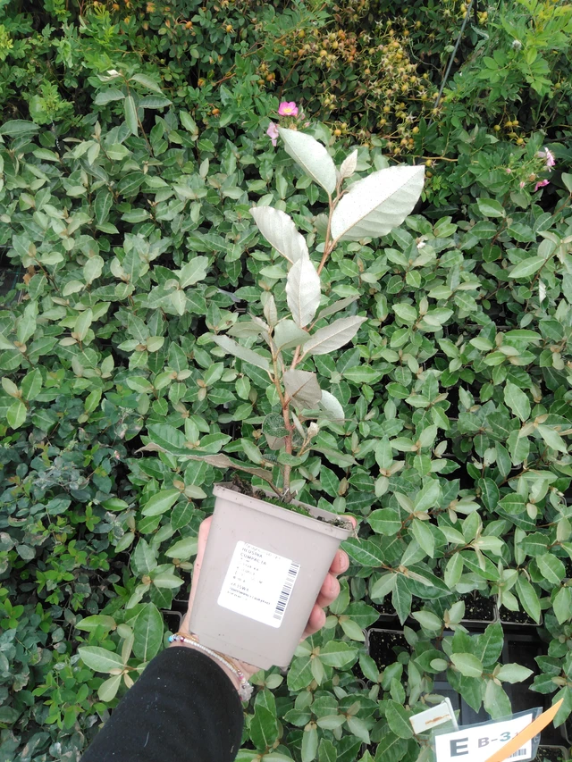 Hlošina Compacta - 2024