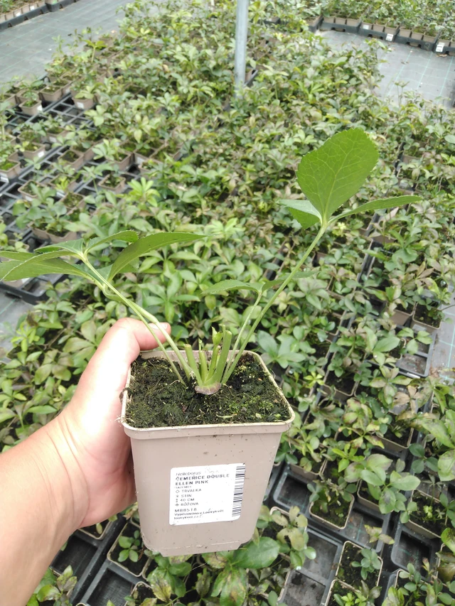 Hellebore Double Ellen Pink - 2024