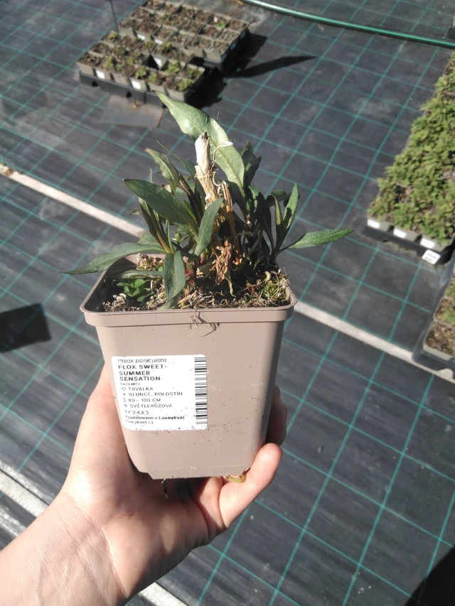 Phlox Sweet Summer Sensation - 3. 4. 2025