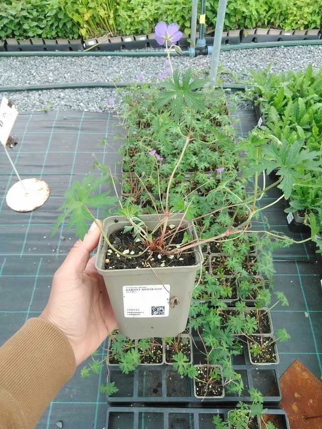 Kurjenpolvi Brookside - 9. 6. 2025