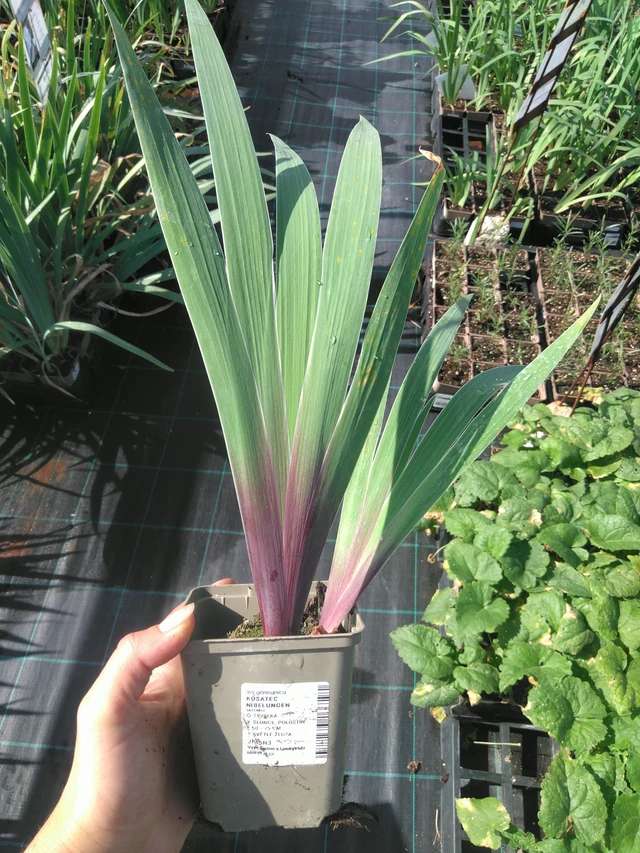 Lirio Nibelungen - 11. 7. 2025