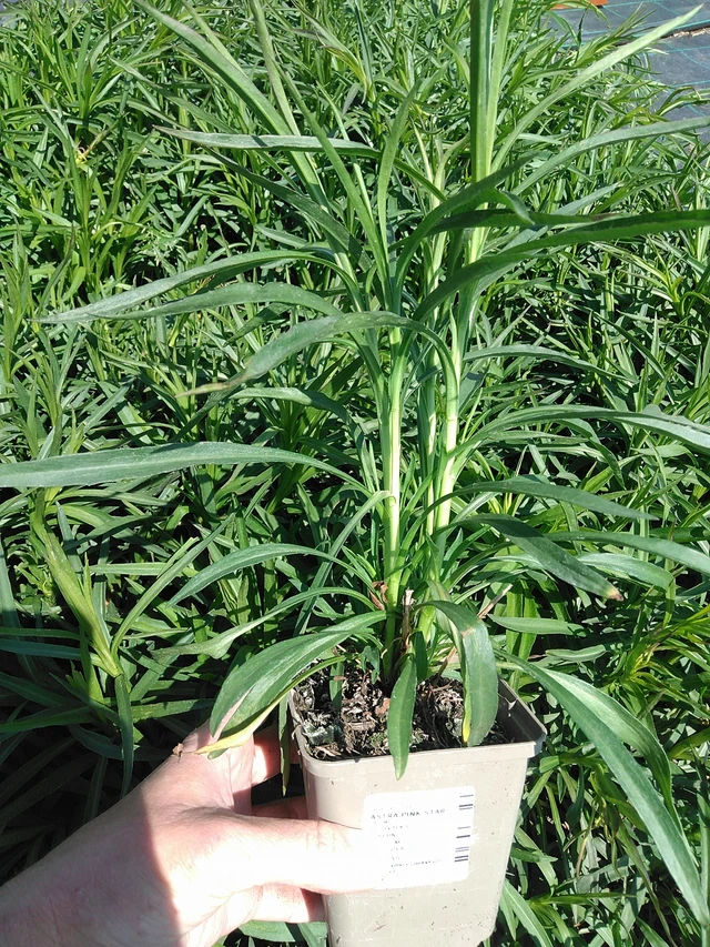 Aster Pink Star - 13. 5. 2025