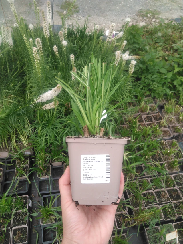 Liatris Floristan White - 2024