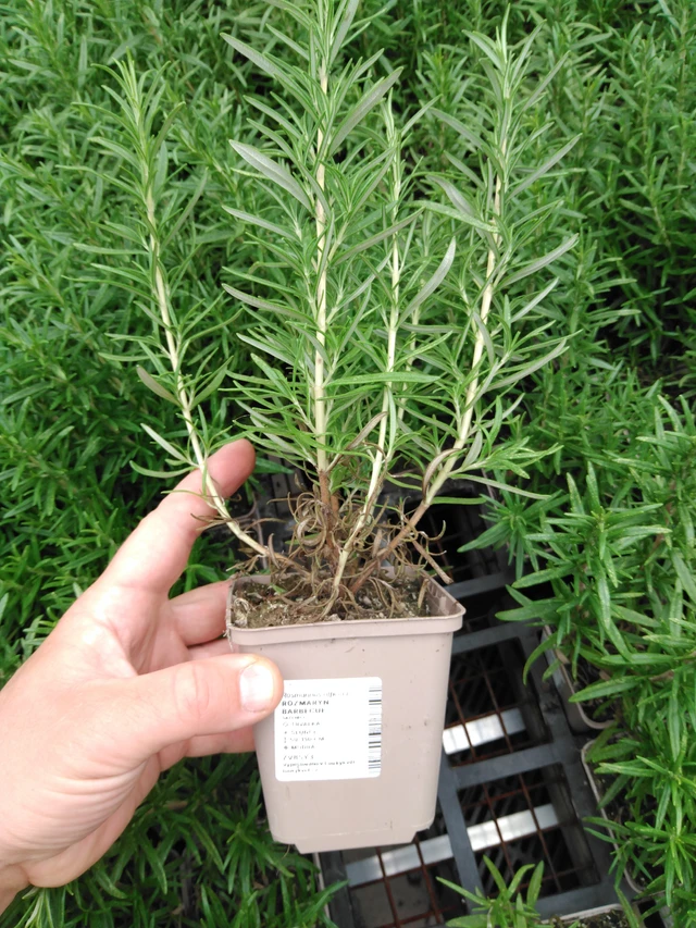 Rozmarýn Barbecue - 2024