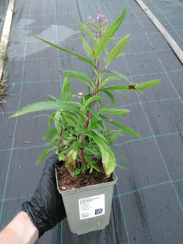 Arrow-leaved Verbena Blue Spires - 10. 9. 2025