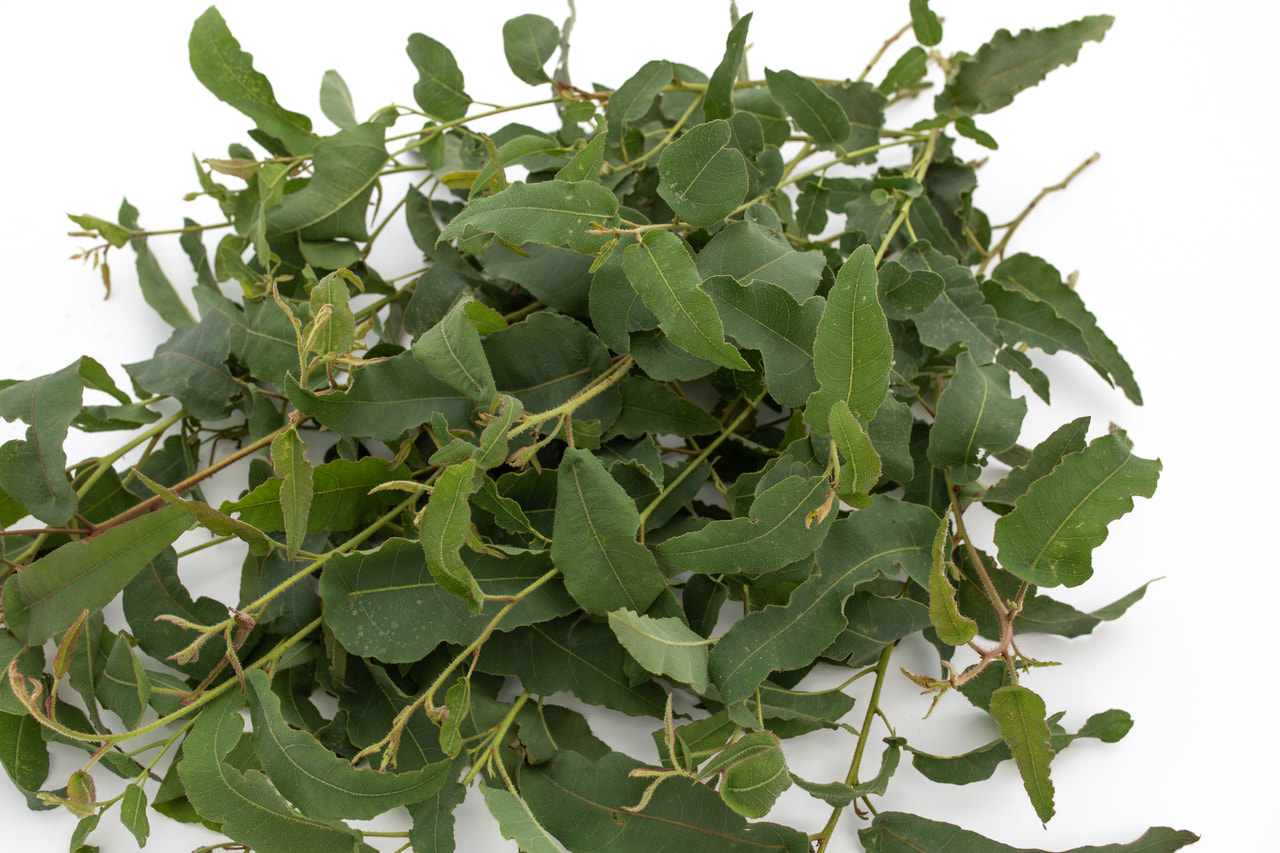 Eukalyptus citrónový, Loukykvět