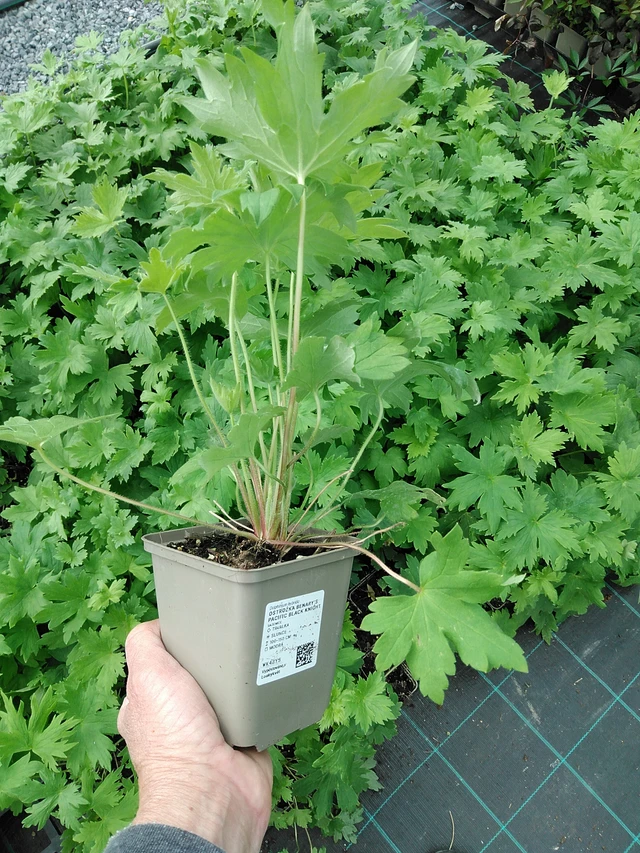 Ritarinkannus Benary’s Pacific Black Knight - 9. 6. 2025