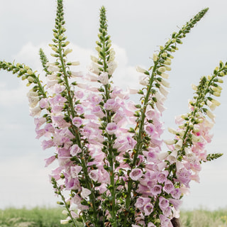 Náprstník Camelot Lavender, Loukykvět