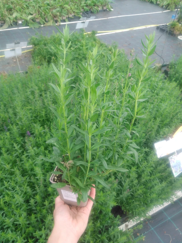 Hyssop officinalis - 2024