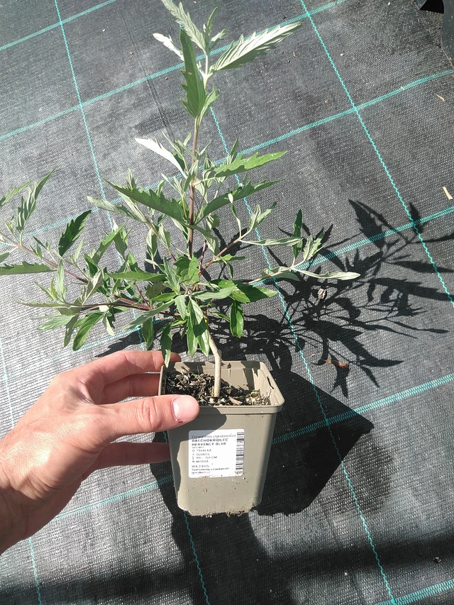 Bluebeard Heavenly Blue - 24. 6. 2025