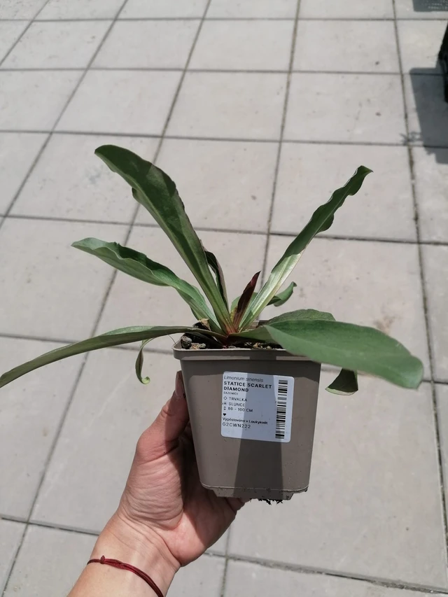 Statice Scarlet Diamond - 2024