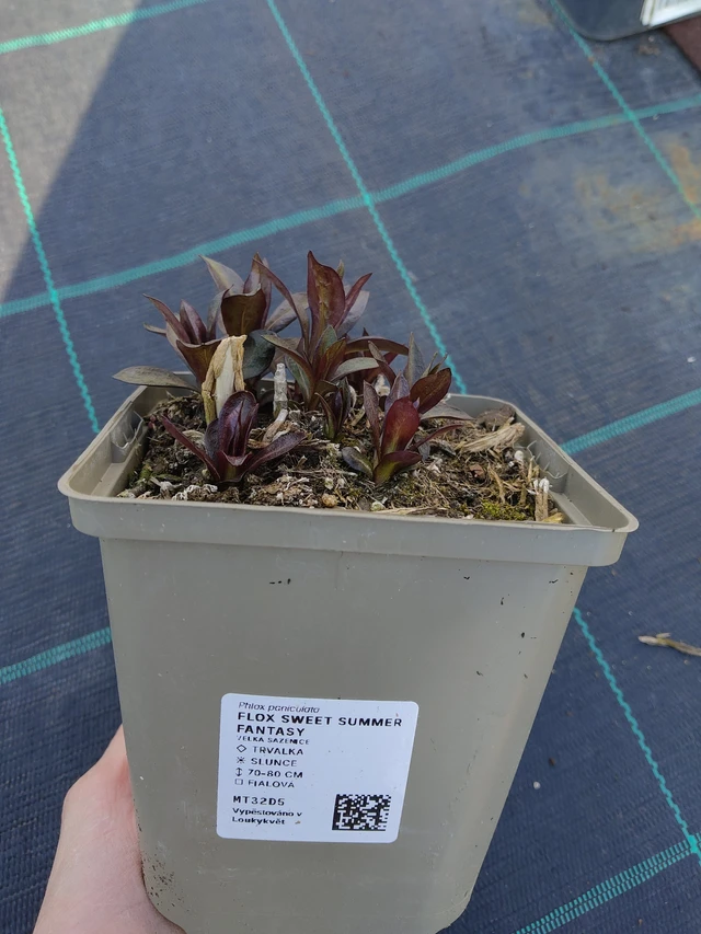 Flammenblume Sweet Summer Fantasy - 27. 3. 2026