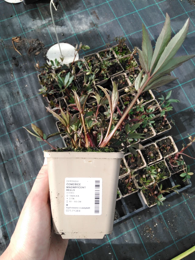 Hellebore Magnificent Bells - 2024