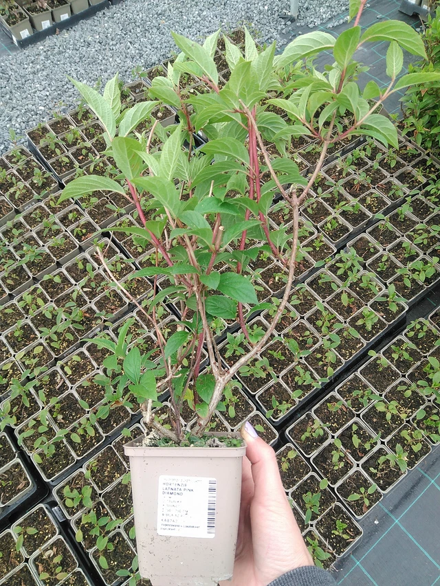 Hortensia Pink Diamond - 9. 6. 2025