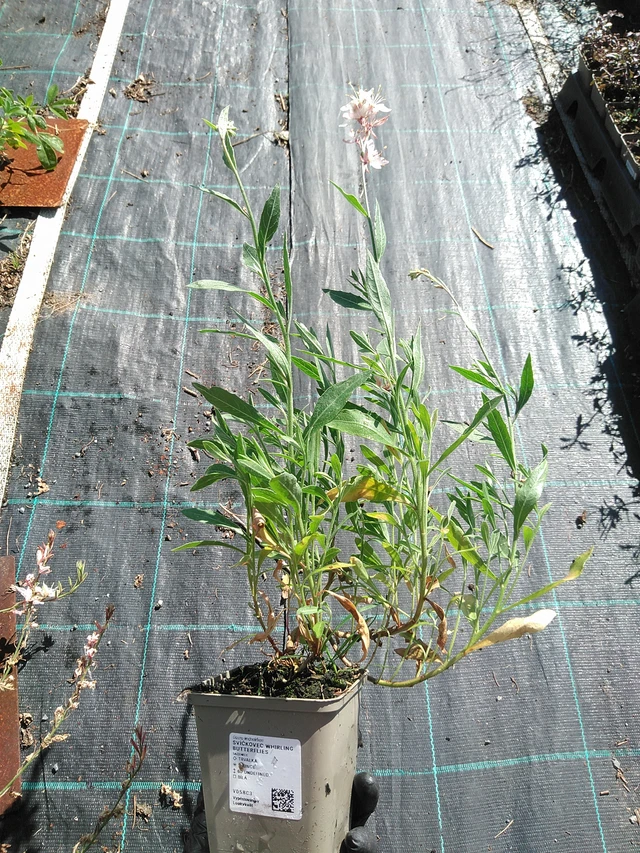 Svíčkovec Whirling Butterflies - 19. 8. 2025