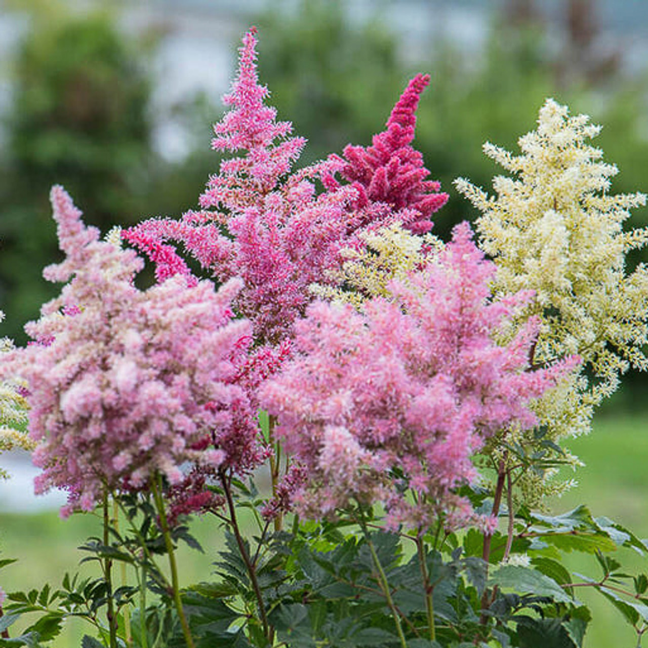 Astilbe Rhapsody, Loukykvět