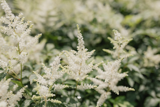 Astilbe Washington, Loukykvět