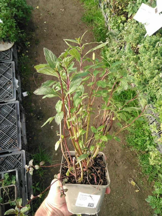 Menta tailandesa - 31. 10. 2025