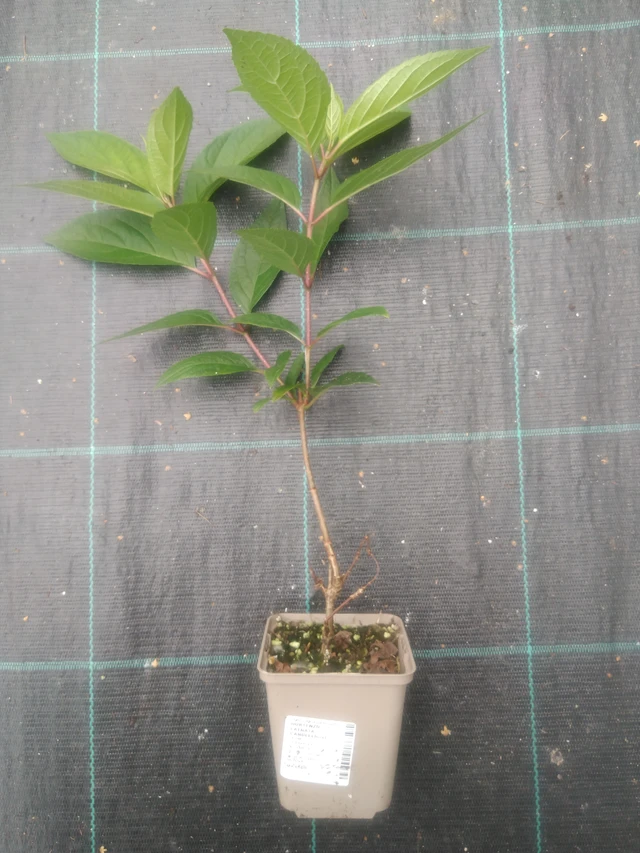 Syyshortensia Candlelight - 2024