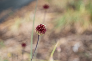 Česnek Red Mohican , Loukykvět