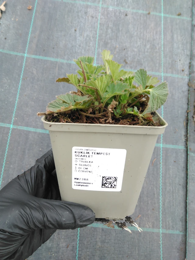 Kuklík Tempest Scarlet - 1. 4. 2026