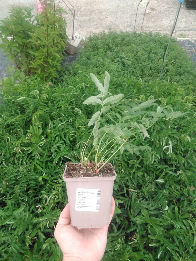 Veriheinä Purple Tails - 2024