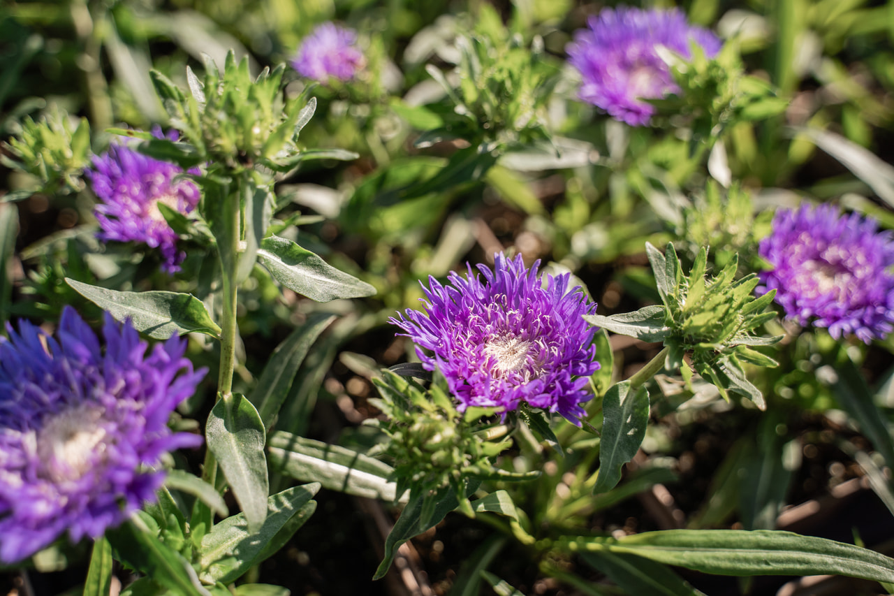 Stokésie Klaus Jelitto, Loukykvět