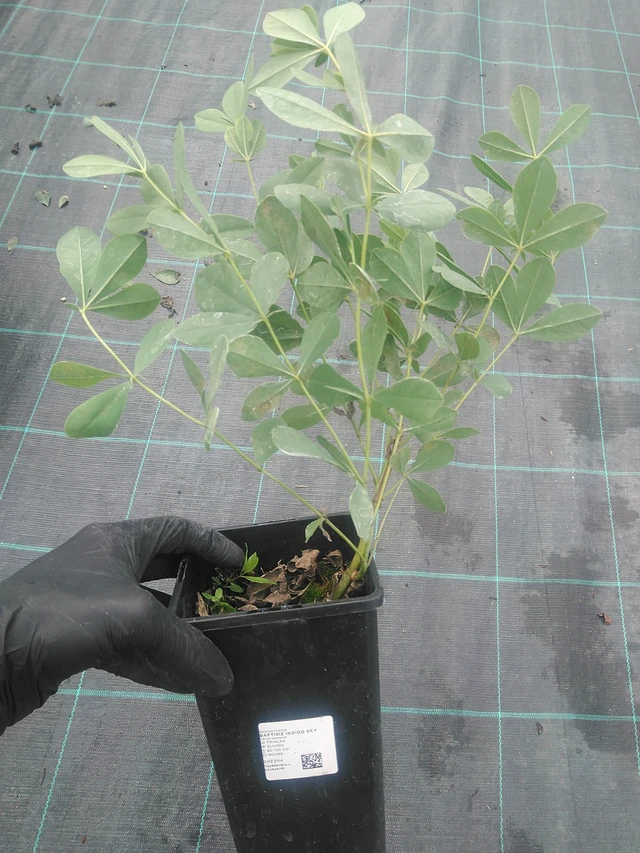 Pensasväriherne Indigo Sky - 10. 9. 2025