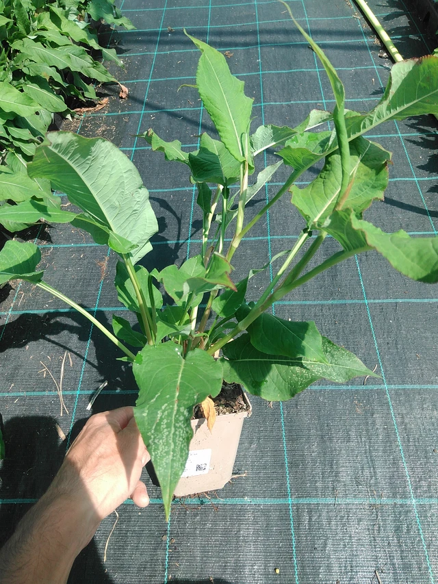 Persicaria Alba - 24. 6. 2025