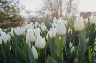 Tulipán Kobla, Loukykvět