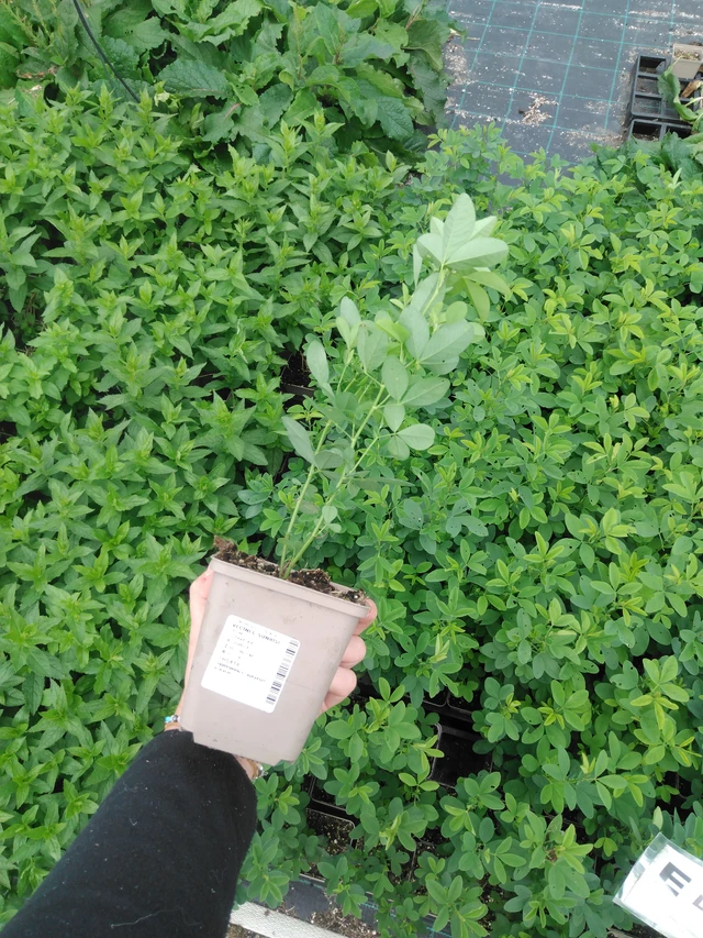 Lupine Sunrise - 2024