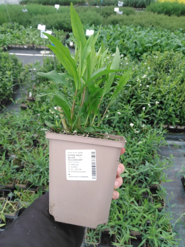 New York Aster Fellowship - 2024