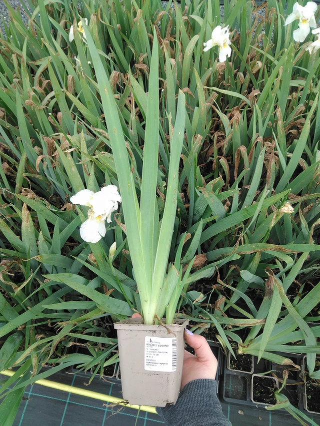 Iiris Lugano - 9. 6. 2025