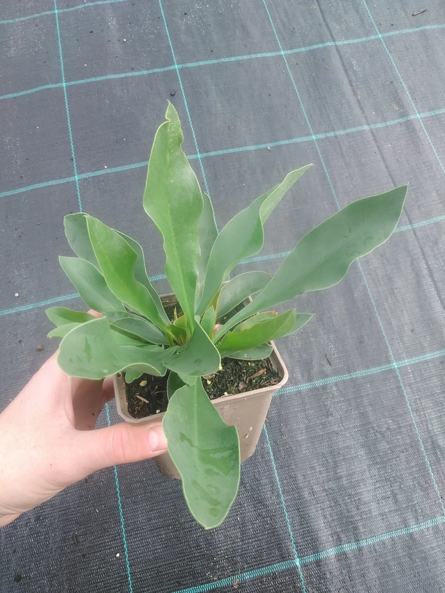 Statice Robert Butler - 17. 7. 2025