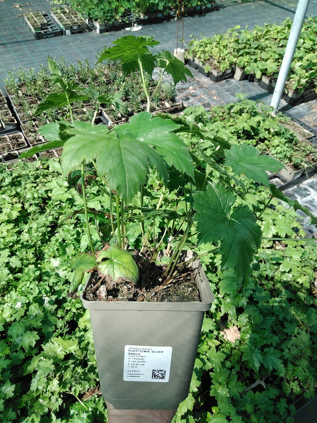 Ploštičník Silver Dance - 13. 5. 2025