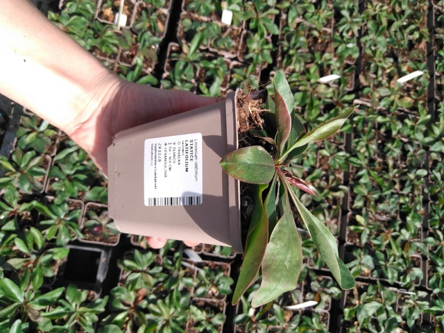 Statice latifolia - 2024