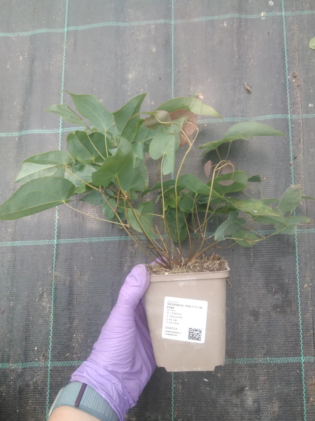 Epimedium Pretty in Pink - 10. 7. 2025