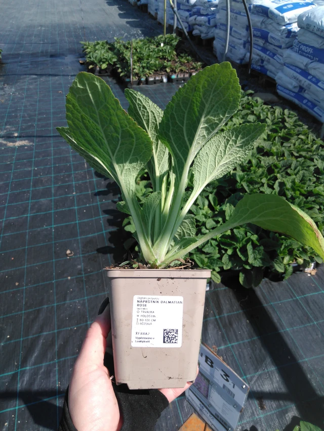 Dedalera Dalmatian Rose - 13. 5. 2025