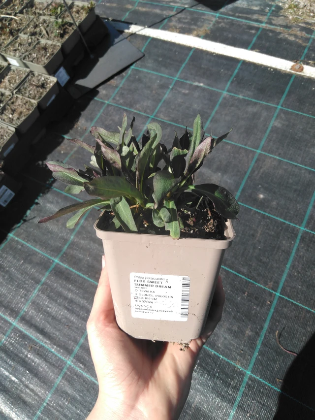 Phlox Sweet Summer Dream - 3. 4. 2025