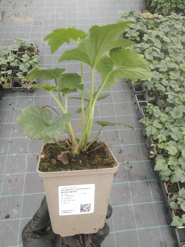 Sasanka japonská Whirlwind - 4. 8. 2025