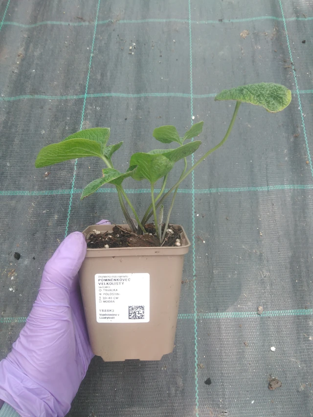 Nomeolvides de hojas grandes  - 10. 7. 2025