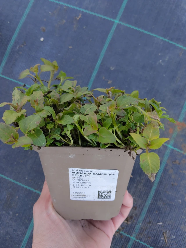 Monarda Cambridge Scarlet - 27. 3. 2026