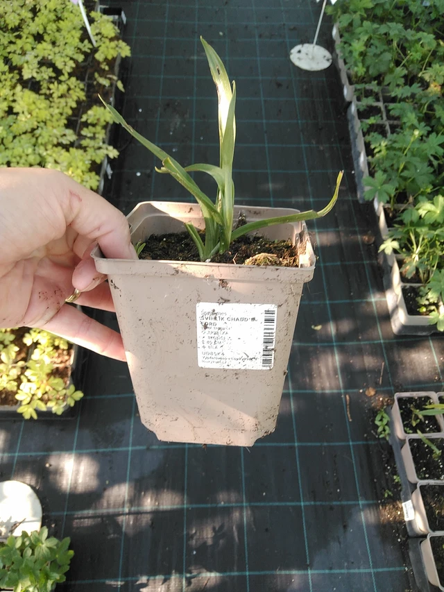 Physostegia Chadd's Ford - 19. 8. 2025