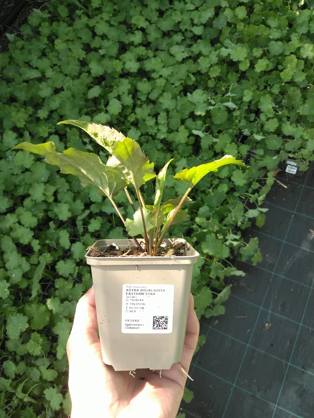 Malesiabonita Eastern Star - 20. 6. 2025