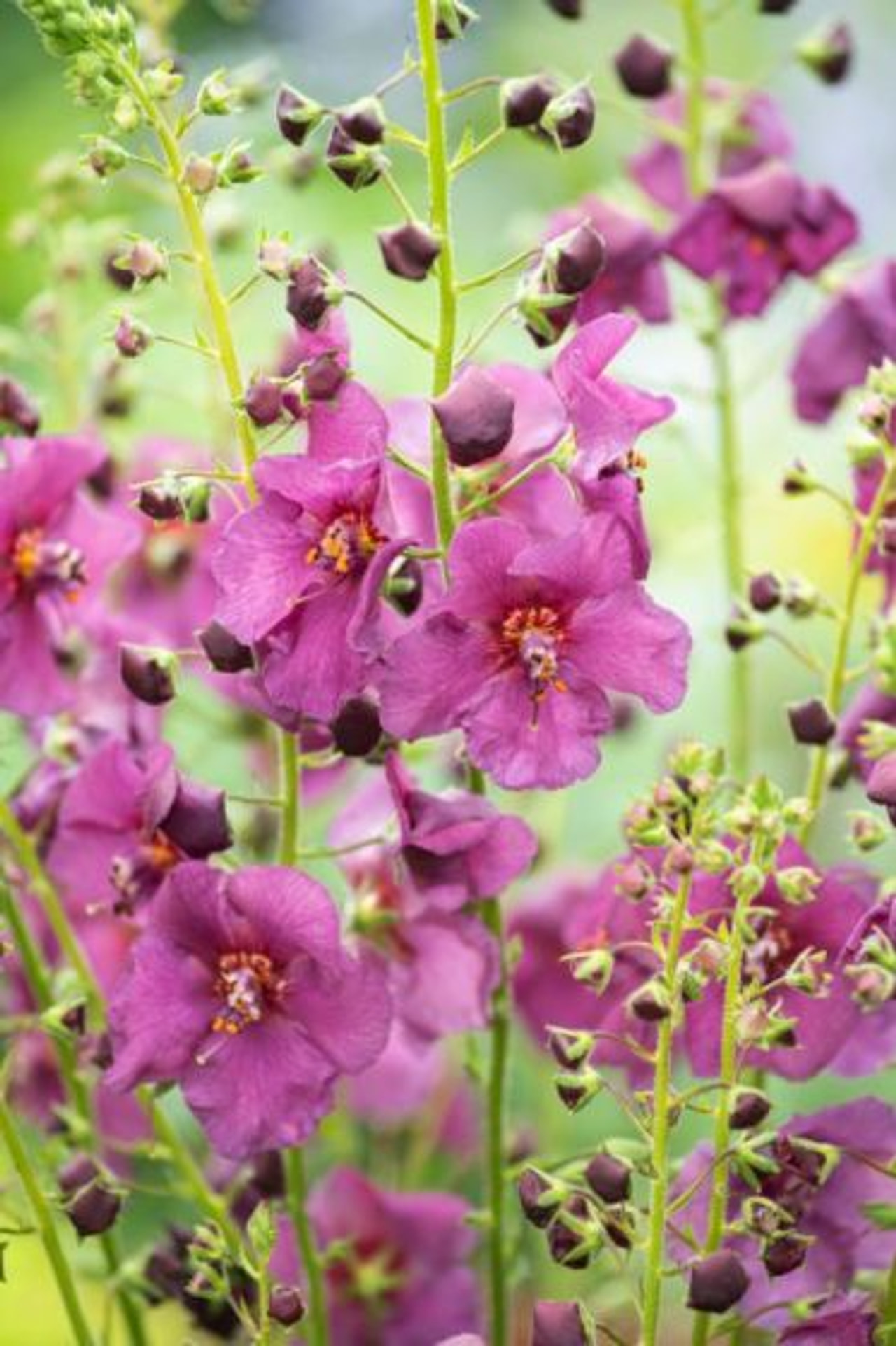 Divizna Plum Smokey, Loukykvět